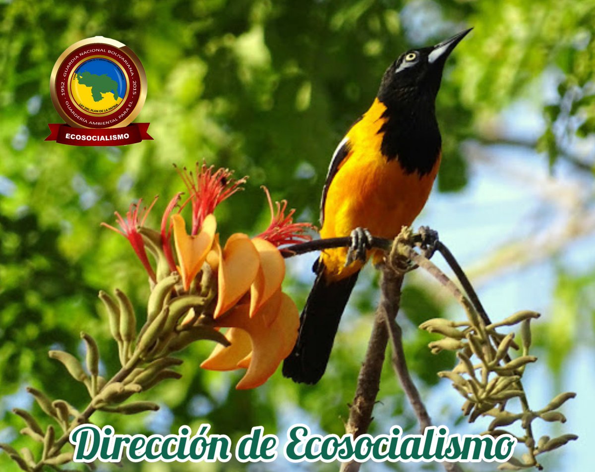 #27Jul • || El turpial Venezolano, también llamado turpial guajiro, es una especie de ave endémica del norte de América del Sur, mide entre 15 y 22 cm, tiene la cabeza y alas de color negro y el resto del cuerpo amarillo.
Ave Nacional de Venezuela.