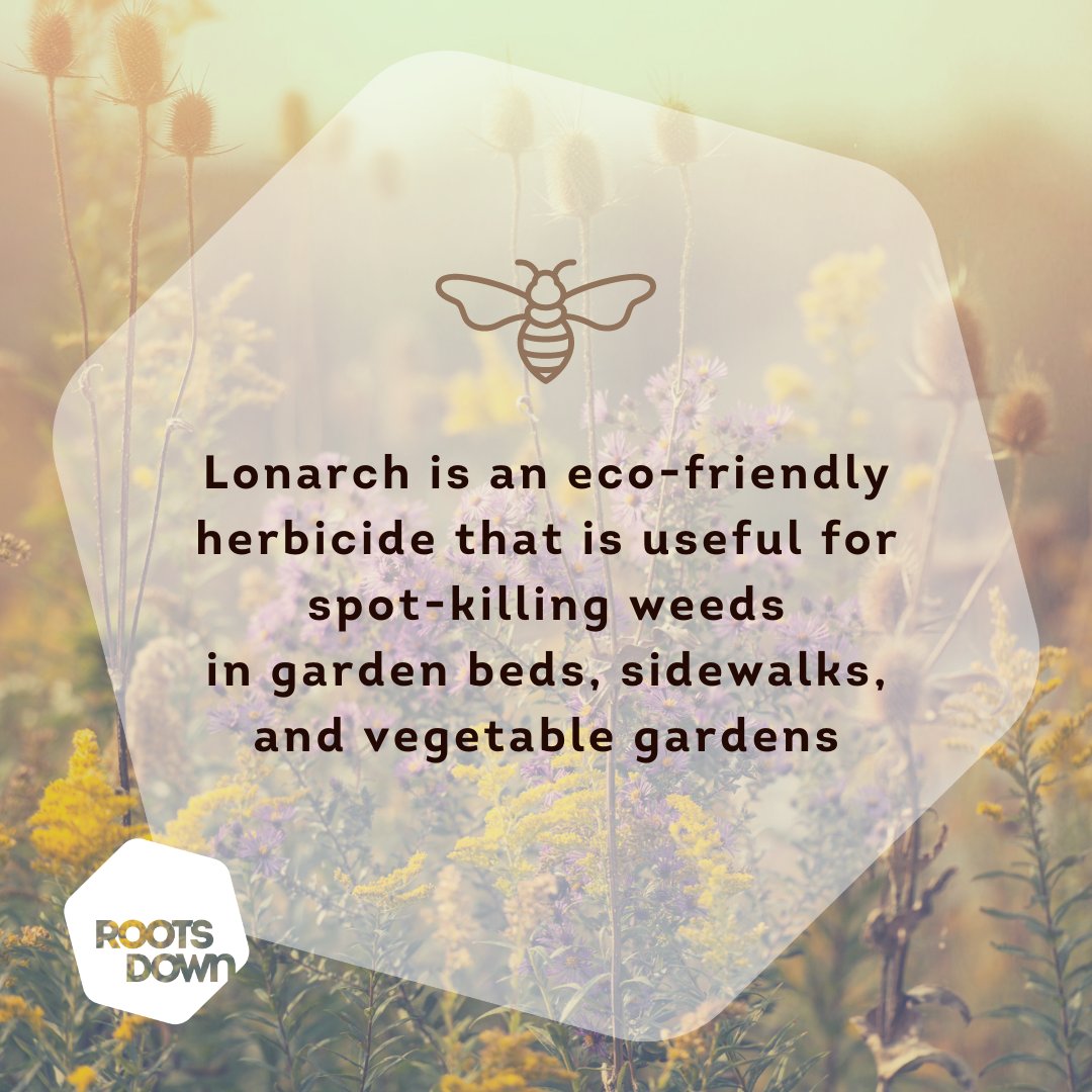 Roots Down tweet media