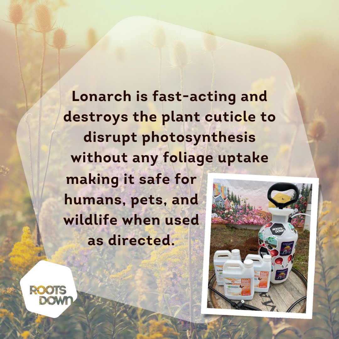 Roots Down tweet media