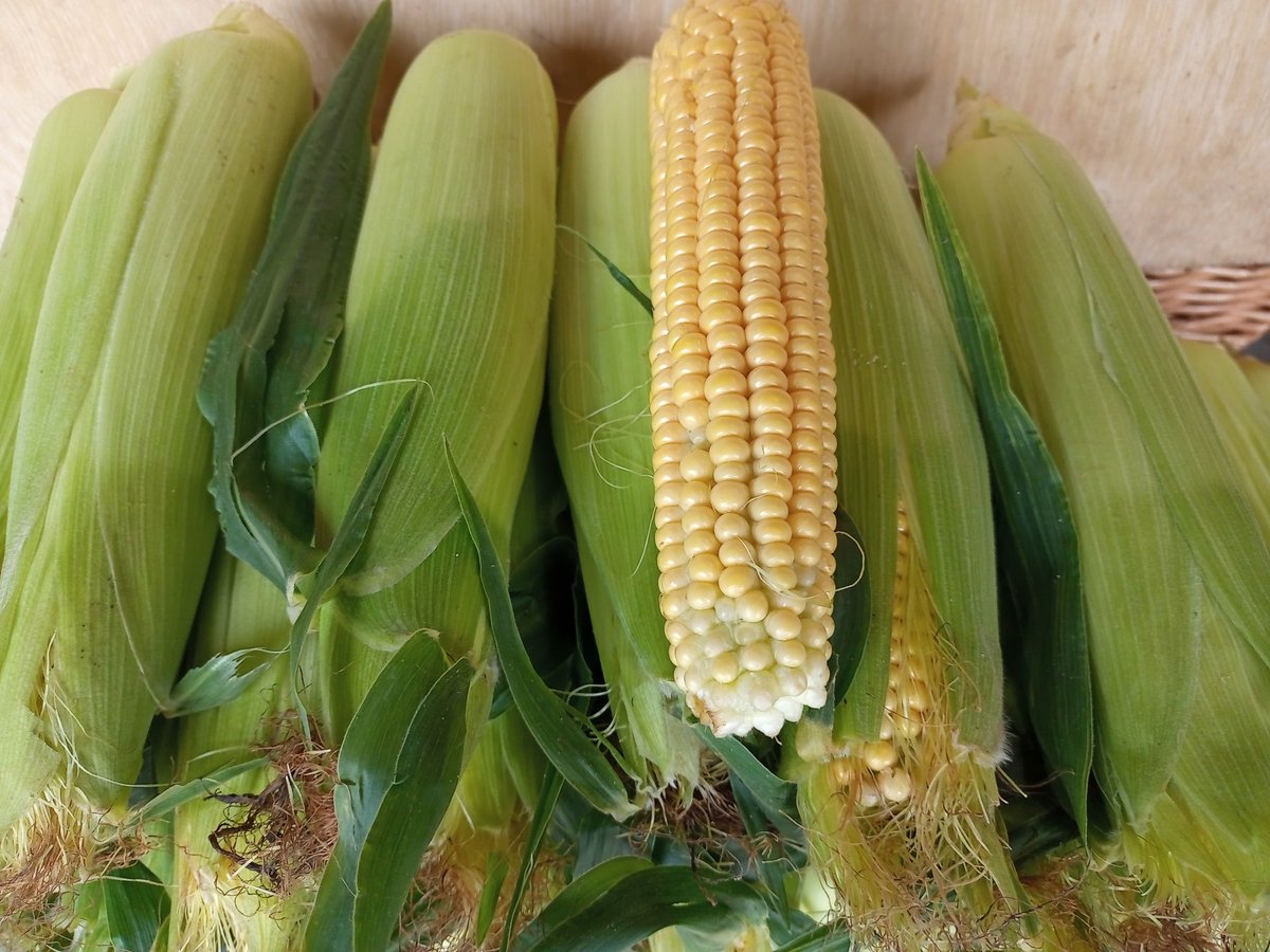 Sweet corn harvest has started early this year #organicvegetables #buylocal #supportbritishgfarming