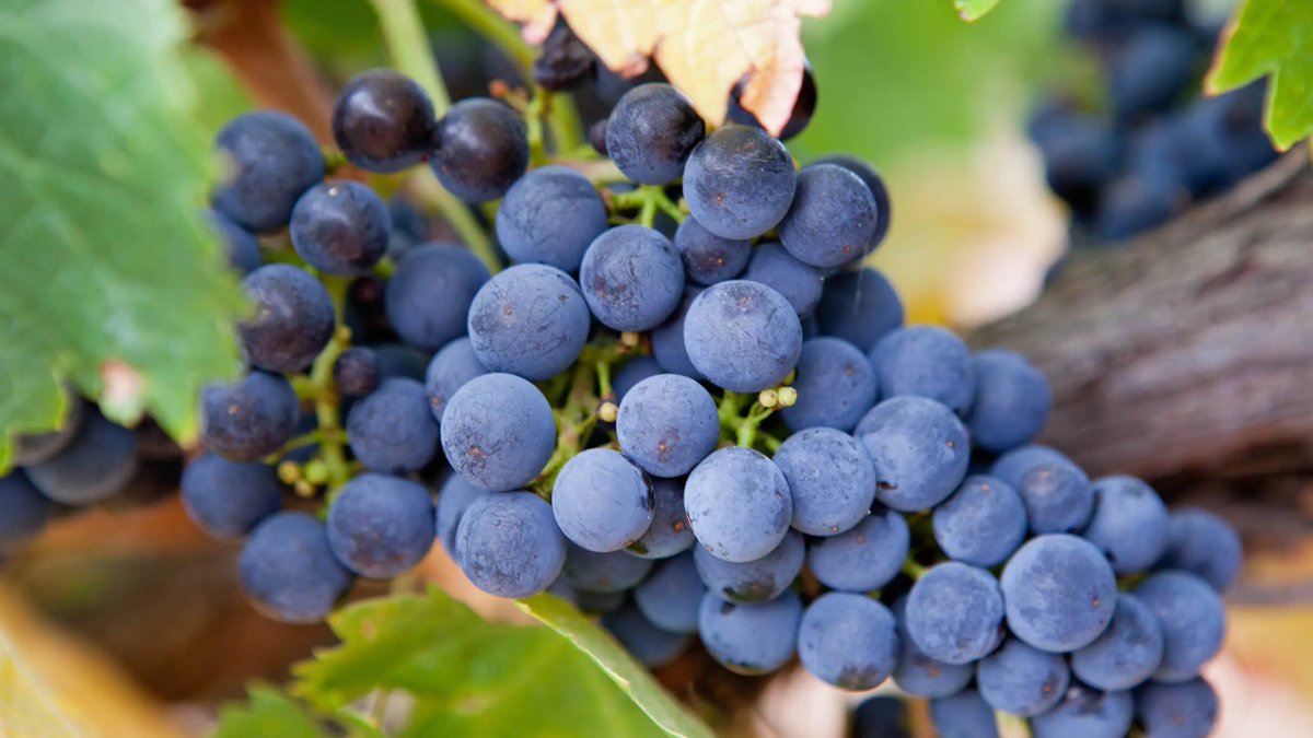 It's International #ShirazDay! 🍇

Syrah and Shiraz refer to the same grape variety, originally from the Southern Rhône region of France. However, the name changes depending on the region it's grown in. Despite sharing the same name, the wines   produced can be remarkably