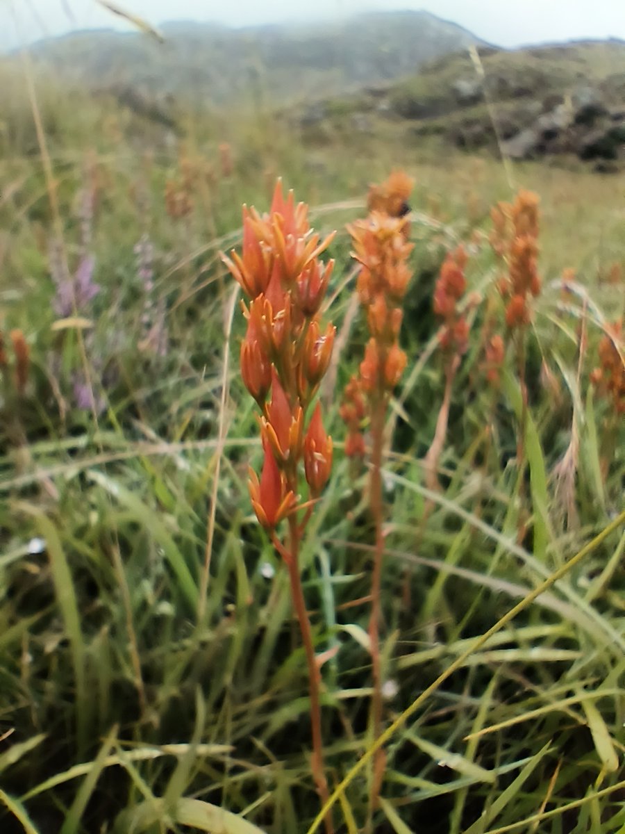 Cwm_Idwal's tweet photo. Planhigyn yr Wythnos
Llafn y Bladur
Mae'n troi'r mawndir yn felyn ar ddechrau'r haf ac yna i gopor hyfryd wrth iddo droi'n hâd. Hên goel oedd ei fod yn torri esgyrn da byw - mewn gwirionedd y rheswm ydi'r diffyg maeth yn y porfa lle mae'n tyfu.
#natur #gorffennaf #planhigion https://t.co/eax9V7EtTc