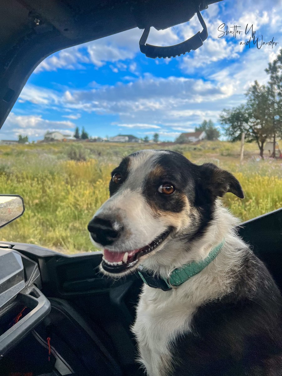 shutterupwander's tweet photo. My co-pilot last night!  I’d say she enjoys a good buggy ride!  #theletichronicles #bordercollies #outforaneveningride https://t.co/E9YxFsGD3N