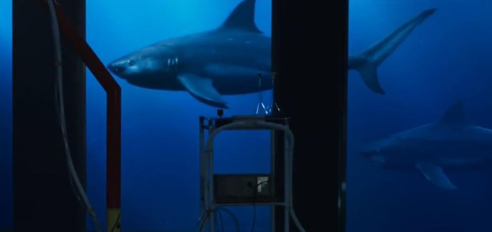 FilmsQuirky's tweet photo. #DeepBlueSea2 (2018) 🦈
A brilliant billionaire creates five genetically altered bull sharks, which proceed to wreak havoc for a group of scientists on an isolated research facility.
#CreatureFeature #FilmsWithBite #FilmTwitter 📽️ 🎬 https://t.co/ICgQIwOBYE