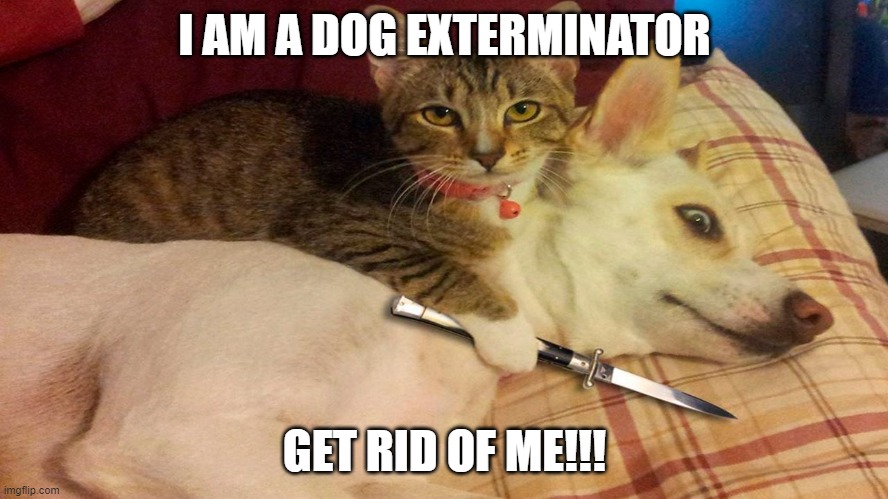 jimsanity888's tweet photo. Beware of Cats! LoL
#catecoin #catpay #nextpepe #catevsdoge #riseofcats https://t.co/CfSkQcsdeE