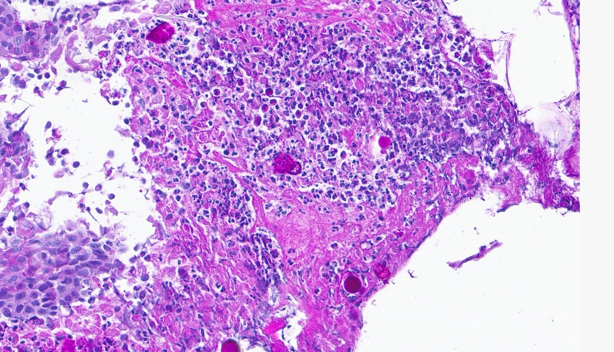 Rui Caetano Oliveira tweet media