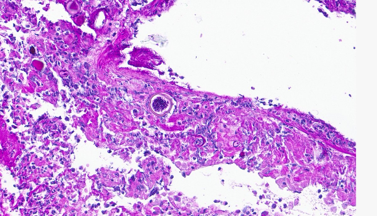 Rui Caetano Oliveira tweet media