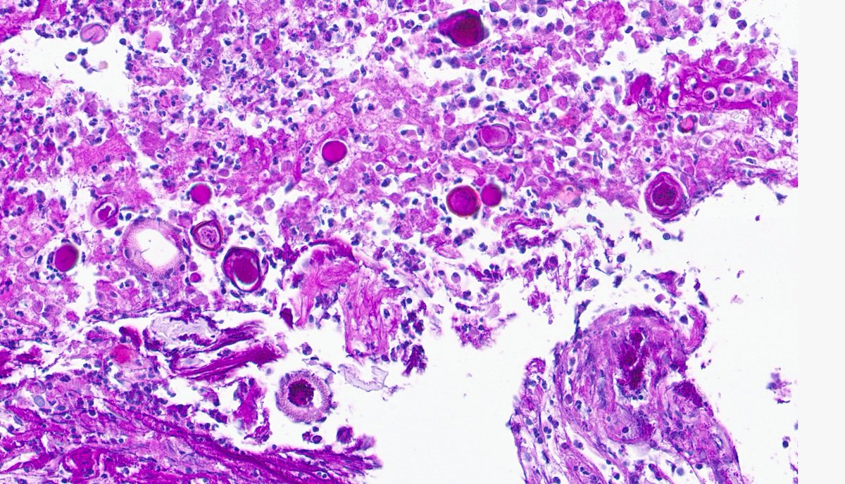 Rui Caetano Oliveira tweet media