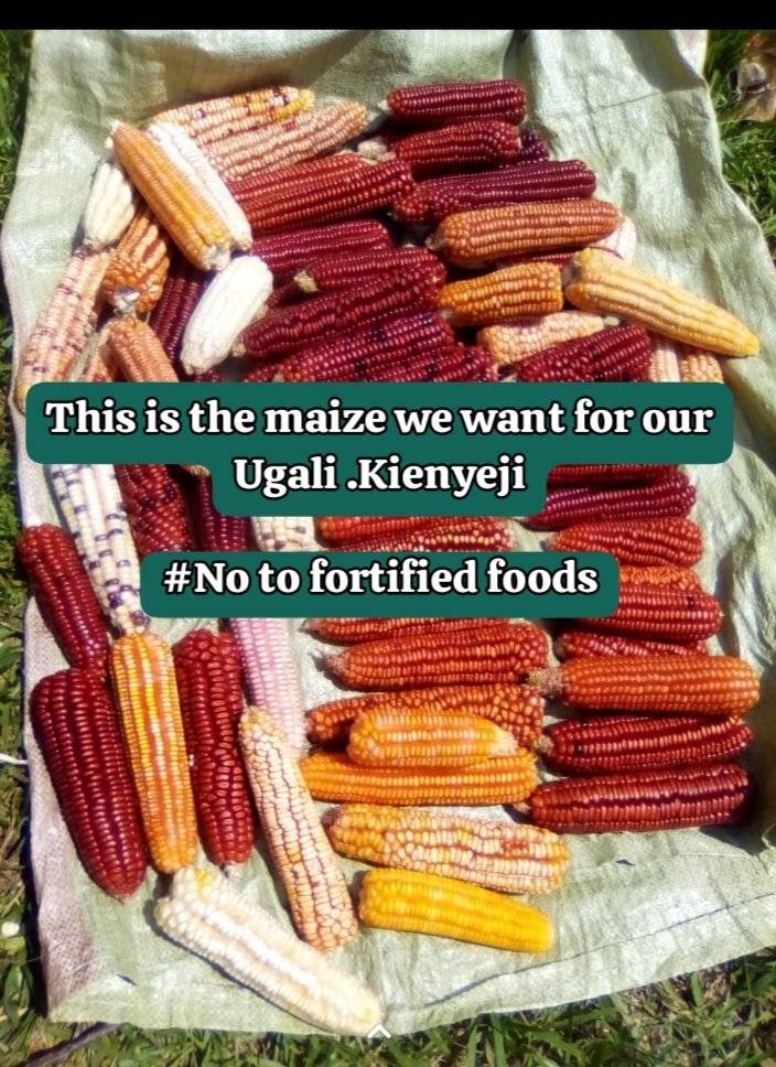 BIBA_Kenya's tweet photo. The failed agricultural revolution in Africa ,that introduced farmers to unsustainable practices such as growing of hybrids and GMOs ,use of chemicals and monoculture has left our food with low nutrition content.
#RealFoodNotFortified
#MyFoodIsAfrican https://t.co/NqLiUTKMLj