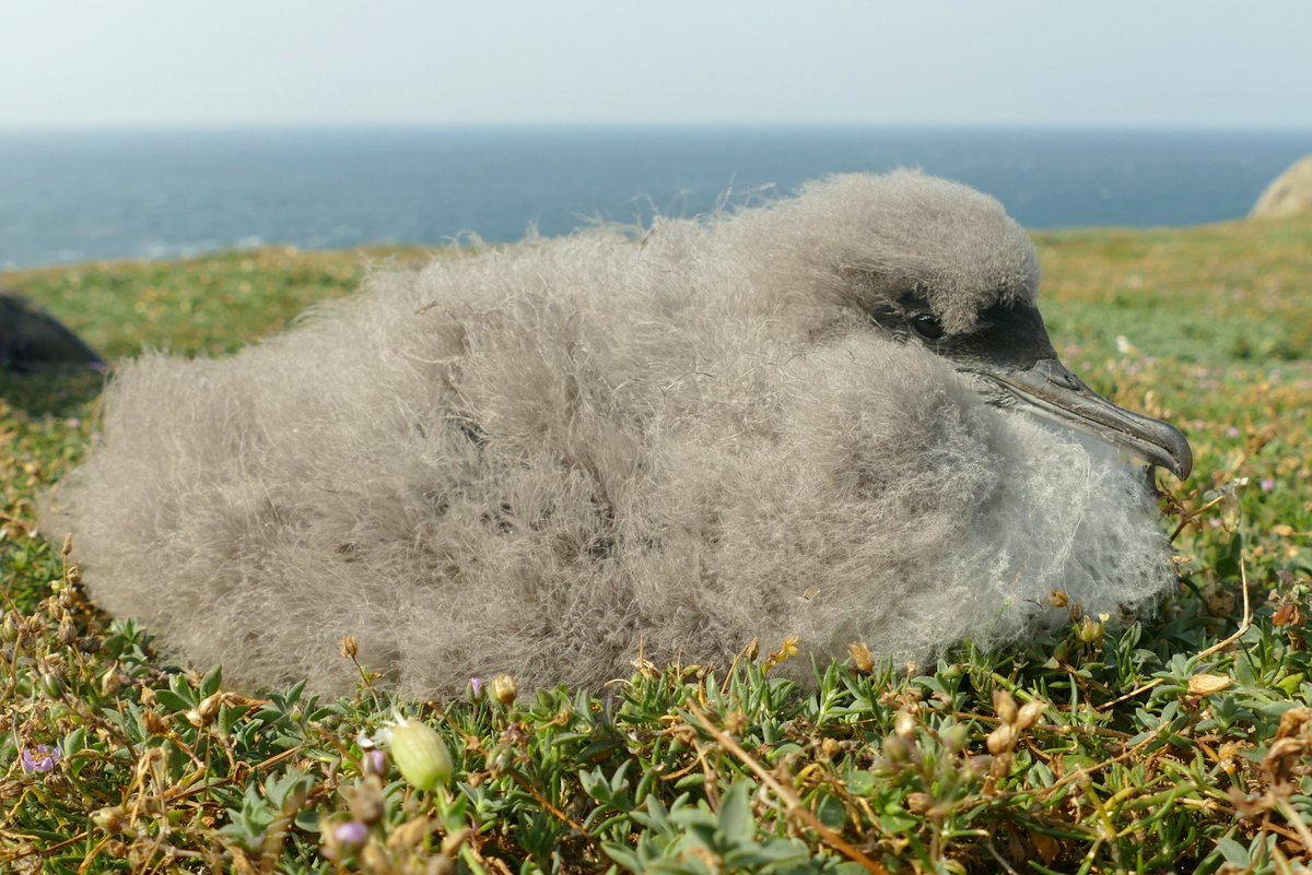 A check of the Manx Shearwater study burrows has revealed that 77% of pairs currently have young. 71% of pairs fledge a chick in a typical year, so things are looking great!