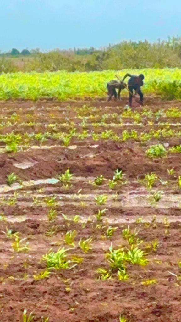 CsetGroup's tweet photo. Animal feed/fodder is the main constraint in 🇸🇴 livestock production. CSET in partnership with Mercy Corps USAID funded IRIS program is pround to see the progress of the fodder crop 🌱 to address  the livestock feed demand.
@USAIDSomalia @UKinSomalia @IRIS-Program
@DrKhalidOmarA https://t.co/um18zGS2LJ