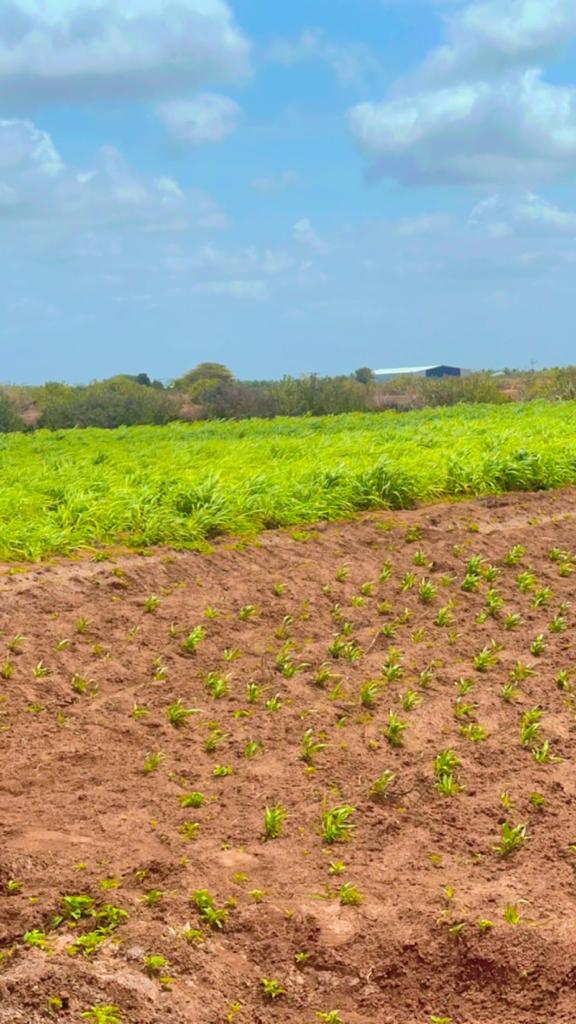 CsetGroup's tweet photo. Animal feed/fodder is the main constraint in 🇸🇴 livestock production. CSET in partnership with Mercy Corps USAID funded IRIS program is pround to see the progress of the fodder crop 🌱 to address  the livestock feed demand.
@USAIDSomalia @UKinSomalia @IRIS-Program
@DrKhalidOmarA https://t.co/um18zGS2LJ