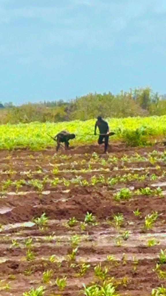 CsetGroup's tweet photo. Animal feed/fodder is the main constraint in 🇸🇴 livestock production. CSET in partnership with Mercy Corps USAID funded IRIS program is pround to see the progress of the fodder crop 🌱 to address  the livestock feed demand.
@USAIDSomalia @UKinSomalia @IRIS-Program
@DrKhalidOmarA https://t.co/um18zGS2LJ