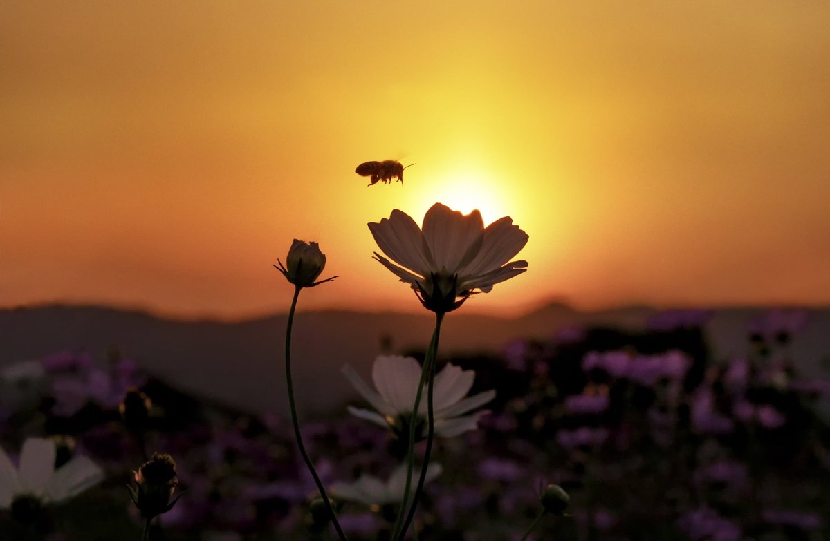 atreya2112's tweet photo. #vss365 #bees 

The soft edge soul dust
Of sunset gatherings~
Rapture..
             For the bee,

#WritingCommmunity 

Pic from WallpaperFlare https://t.co/AWIHtmDsrd