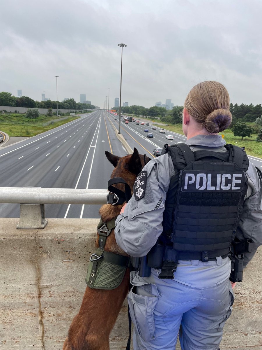 Durham Regional Police (@drps) on Twitter photo This morning <a href="/DRPS_K9/">Durham Regional Police Service K-9 Unit</a> and <a href="/TorontoMedics/">Toronto Paramedic Services</a> members payed tribute and saluted <a href="/TPSK9/">Toronto Police K9</a> Bingo as he was being transported to Guelph University. Thank you to our K9 unit for covering calls in Toronto so that members could participate in the procession. #HeroesInLife This morning <a href="/DRPS_K9/">Durham Regional Police Service K-9 Unit</a> and <a href="/TorontoMedics/">Toronto Paramedic Services</a> members payed tribute and saluted <a href="/TPSK9/">Toronto Police K9</a> Bingo as he was being transported to Guelph University. Thank you to our K9 unit for covering calls in Toronto so that members could participate in the procession. #HeroesInLife