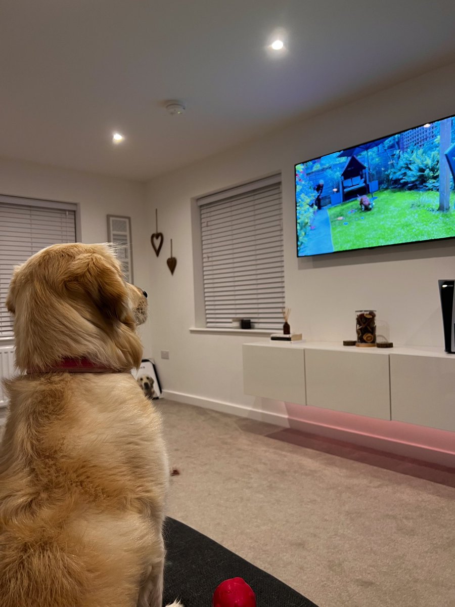 annielawrencee's tweet photo. @Syndicate @YouTube Eve loved the vlog! Even more so, watching Willow 😂 https://t.co/wmjbqhtGSt