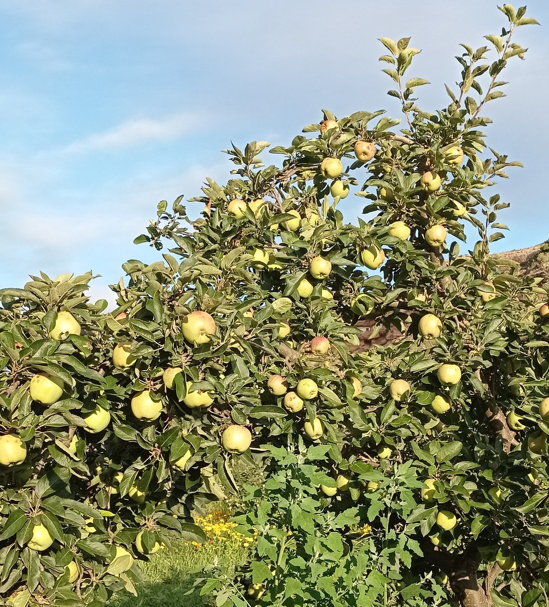 Manzanas 🍏🍎#arbolesfrutales #frutadetemporada