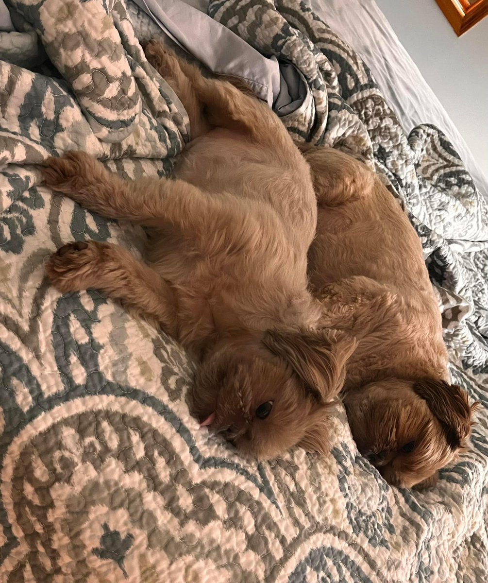 Synchronized Sleeping… #shihtzu #puppy #zzzz