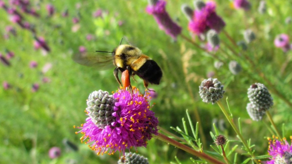 One of N. America’s previously most common bumble bees, B. affinis, the rusty-patched bumble bee, has not been seen in Canada since 2009, and rarely in the US.  Christy Stewart uploaded this pic to BumbleBeeWatch.org - please share your sightings of bumble bees there too!