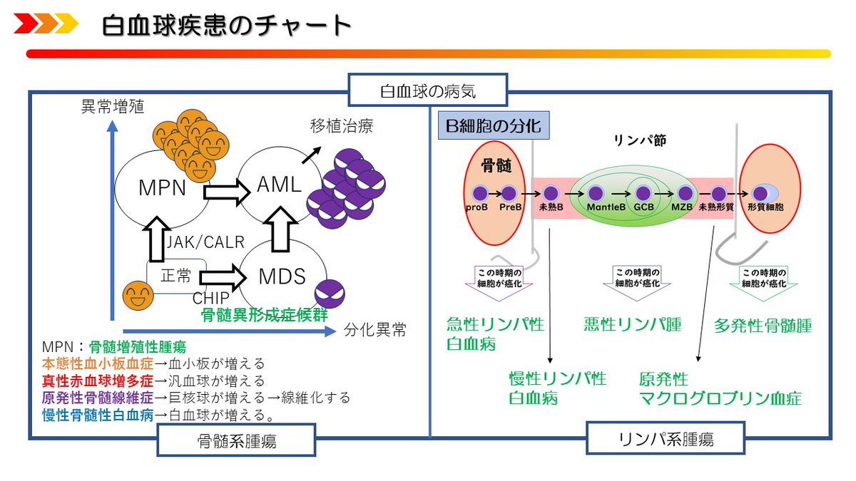 hematoya's tweet photo. 総合内科専門医試験組(非血内用)
白血球の病気はこれだけ。かも。特に、AML, MDS, MPNの関係はこれでスッキリするはず！ https://t.co/R5FTQr4VV9