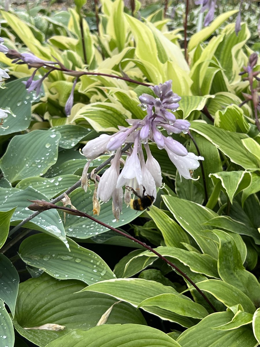SiennaHosta's tweet photo. Did you know that bees love Hostas? Although most people remove the flowers, you may want to consider leaving them on to attract more bees and other pollinators into your garden.
#bees #beefriendly #beefriendlyplants #beefriendlygarden #insects #insectfriendly #wildlife #hostas https://t.co/yZmTrDqslz