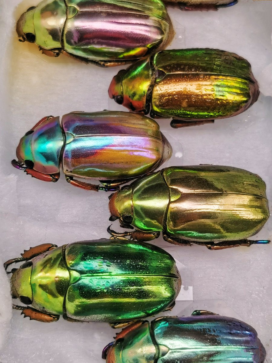 EvertStrange's tweet photo. Long time no see😁
Let’s begin with my favorite rainbow-colored jewels
#Chrysina https://t.co/heSfeYxPo7