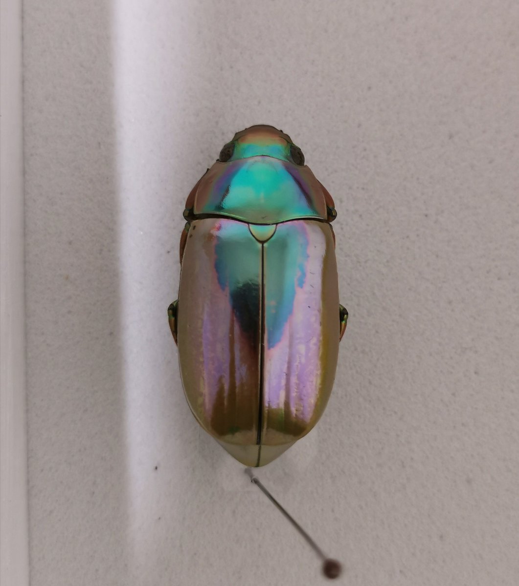 EvertStrange's tweet photo. Long time no see😁
Let’s begin with my favorite rainbow-colored jewels
#Chrysina https://t.co/heSfeYxPo7
