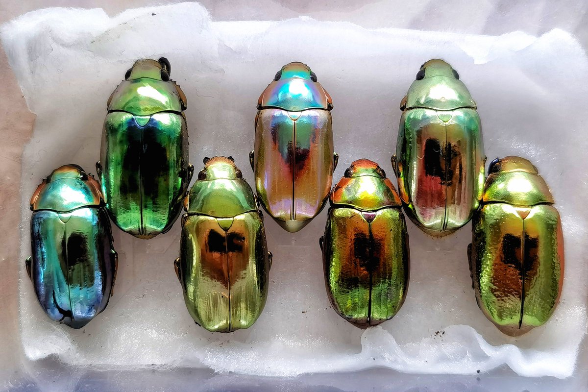 EvertStrange's tweet photo. Long time no see😁
Let’s begin with my favorite rainbow-colored jewels
#Chrysina https://t.co/heSfeYxPo7