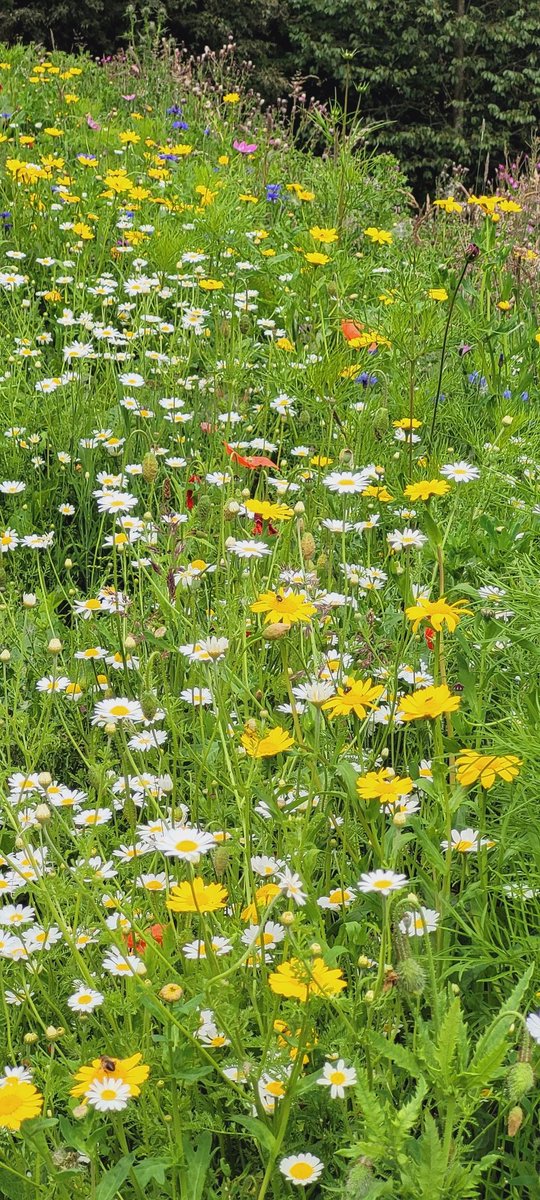 jacqui hill (@jacquihill18) on Twitter photo Peacock butterfly , small tortoiseshell butterfly , common mouse ear and wildflowers โค๏ธ๐ฆ <a href="/CuerdenValleyPk/">Cuerden Valley Park</a> <a href="/Lancswildlife/">Lancashire Wildlife Trust</a> <a href="/WildlifeTrusts/">The Wildlife Trusts</a> <a href="/BC_Lancs/">Lancs Butterfly Conservation</a> <a href="/savebutterflies/">Butterfly Conservation ๐ฆ</a> Peacock butterfly , small tortoiseshell butterfly , common mouse ear and wildflowers โค๏ธ๐ฆ <a href="/CuerdenValleyPk/">Cuerden Valley Park</a> <a href="/Lancswildlife/">Lancashire Wildlife Trust</a> <a href="/WildlifeTrusts/">The Wildlife Trusts</a> <a href="/BC_Lancs/">Lancs Butterfly Conservation</a> <a href="/savebutterflies/">Butterfly Conservation ๐ฆ</a>