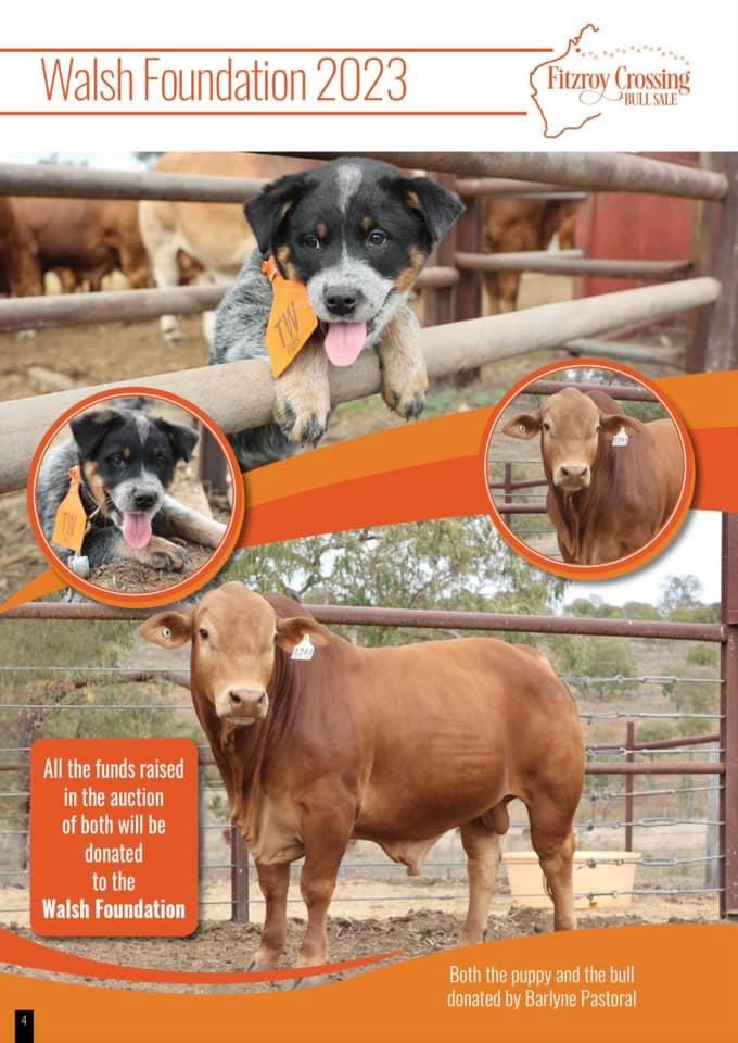 #FitzroyCrossingBullSale 

<a href="/AdamCoffeyNT/">Adam Coffey</a>