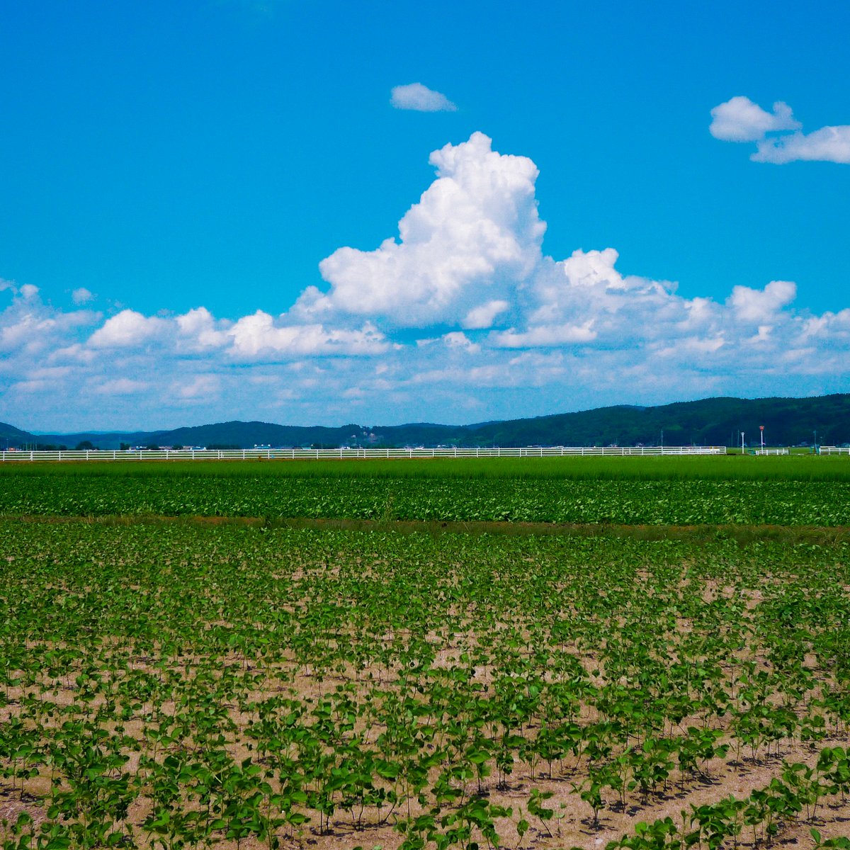 _sukiru's tweet photo. #美里町 
#日本の夏 https://t.co/joxUDq6s8Y