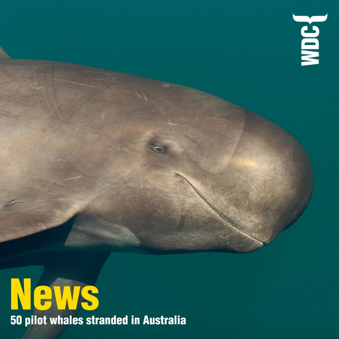 whalesorg's tweet photo. Heartbreaking to hear of another mass pilot whale stranding, this time in Australia 😔

We don't know what caused this yet and the reasons for strandings are complex. Sometimes they're triggered by natural causes, but often they're the result of human interference such as bycatch, noise pollution or collision with vessels. The work of scientists studying stranded whales is vital to understanding how we can reduce these impacts.

Do you know what to do if you find a stranded whale or dolphin?
If you find a stranded whale or dolphin in the UK, whether it is alive or dead, please report it as soon as possible. Click the link below to find out who you should call 👉

https://t.co/2wr4UPy0RC

For more info on pilot whales, click here:
https://t.co/M94iDp2gT8

📷 Christopher Swann