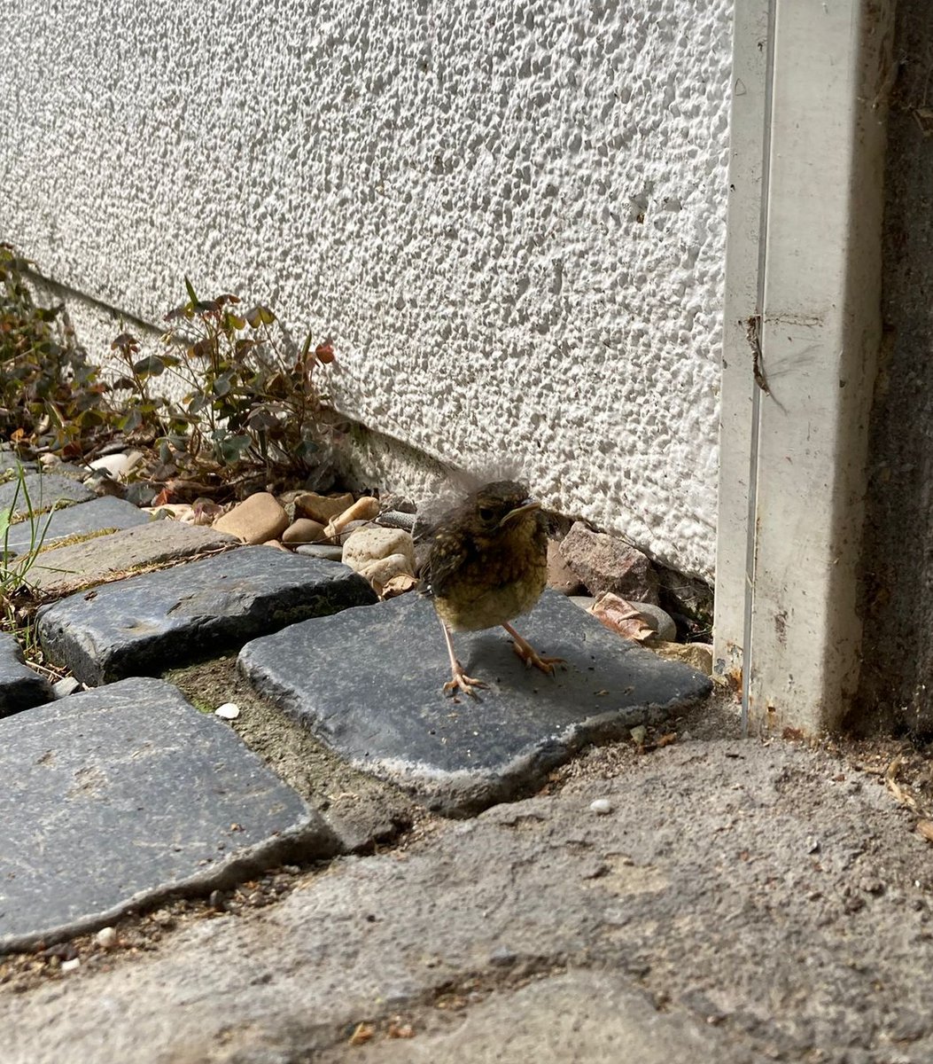 EmDi_ACGT's tweet photo. Die ersten Kleinen sind flügge! Dieser kleine Piepmatz begrüßte uns gestern als wir in der Garage werkelten. Ein paar Geschwister sitzen noch im Nest, folgen aber bestimmt bald. ♥️🐥🥹 2/2 https://t.co/I4KwekPuWU