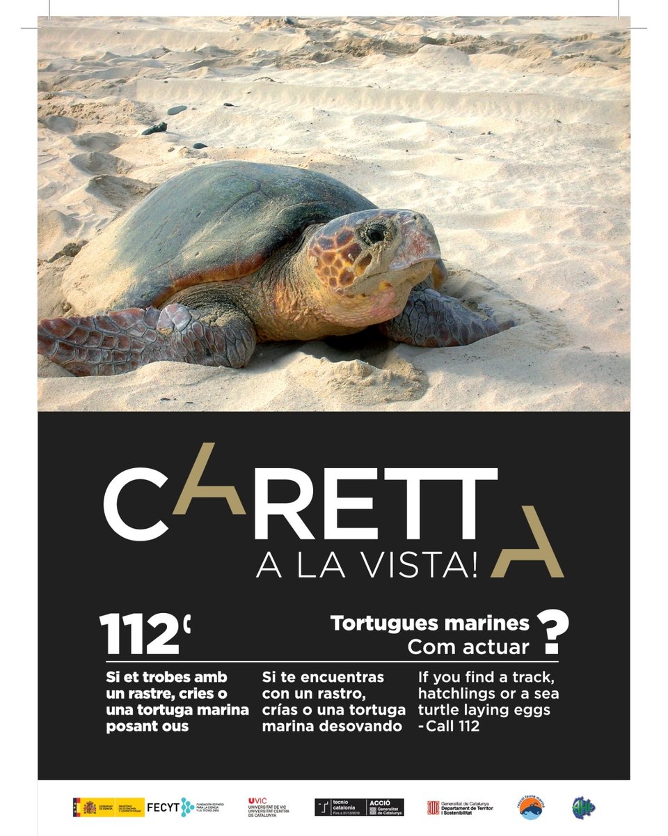 pinedademar's tweet photo. 🐢 Des de la Xarxa per a la Conservació de la Natura ens fan arribar l'avís que el monitoratge d'una tortuga marina reproductora indica que està prop de la costa del Maresme i podria aparèixer a una platja de Pineda de Mar. https://t.co/MqO9YLBTZ4