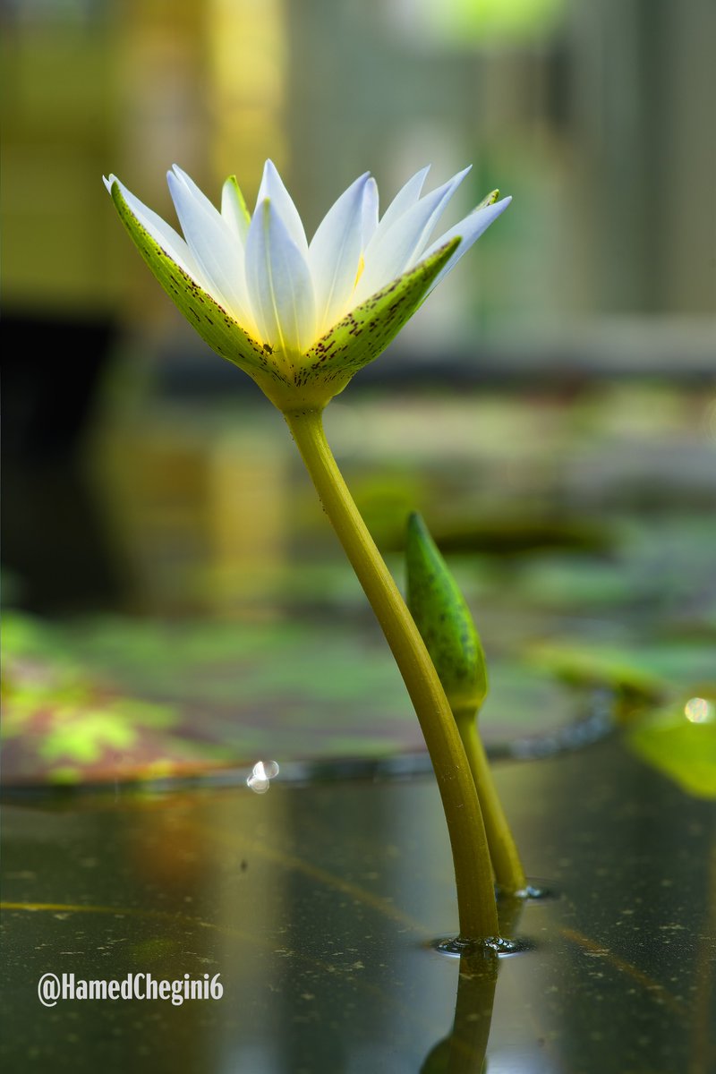 🌼💧 A serene vision in white! 🌿🏵️ Admiring the elegance of white water lilies through my lens. Nature's purity unfolding in this captivating microphotography shot. 📷💦 #WhiteWaterLilies #NaturePhotography #SereneElegance #photography #photo