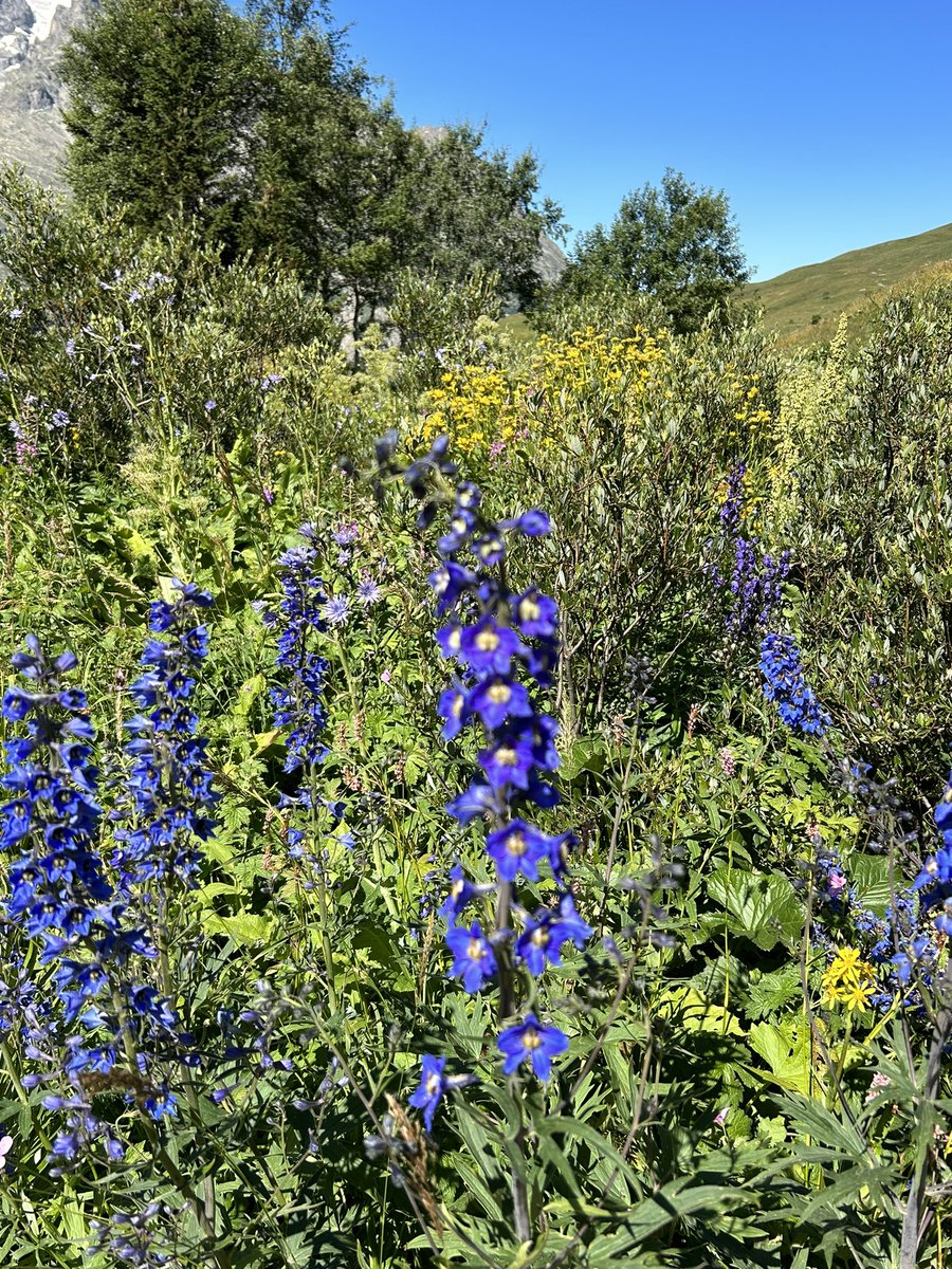 vtguillemin's tweet photo. Ce matin dans la salle du magnifique Jardin du #Lautaret, conférence de Gaëtan #Puaud et Tristan #Murail dans le cadre du #FestivalMessiaen 🏔️🪻 https://t.co/9ncmGWt2nw