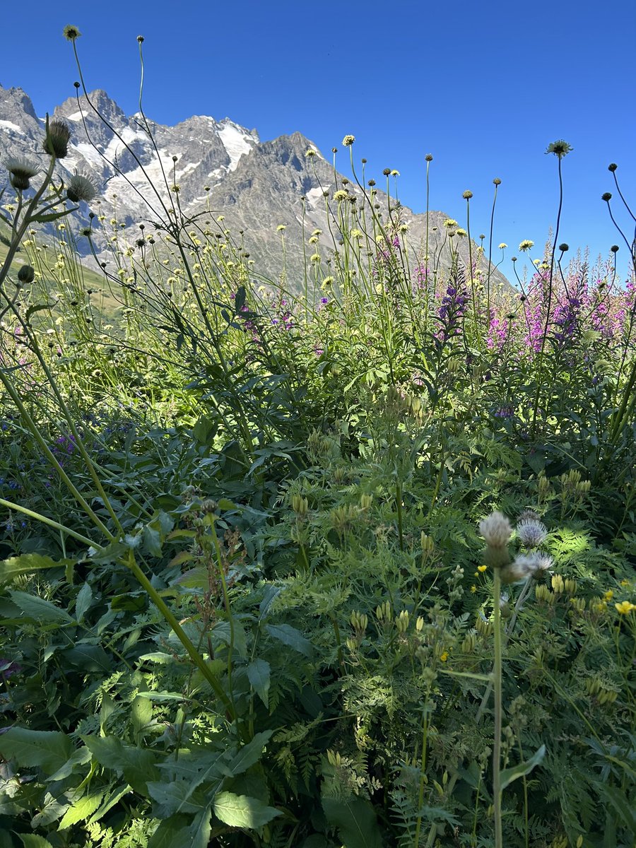 vtguillemin's tweet photo. Ce matin dans la salle du magnifique Jardin du #Lautaret, conférence de Gaëtan #Puaud et Tristan #Murail dans le cadre du #FestivalMessiaen 🏔️🪻 https://t.co/9ncmGWt2nw