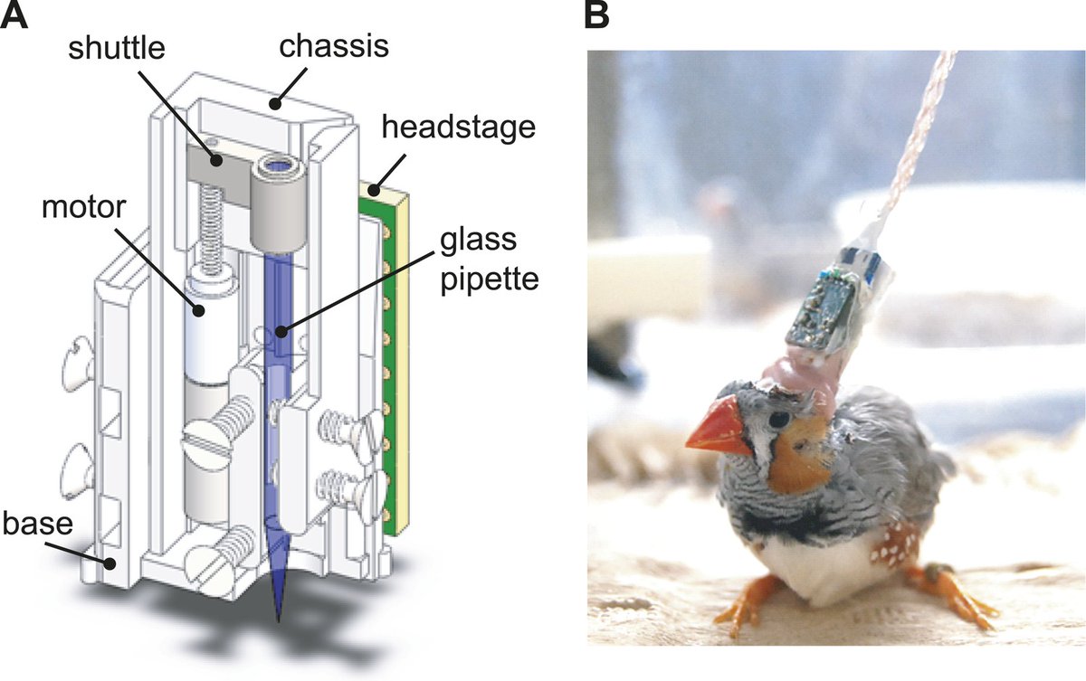 onevoiceanimal's tweet photo. #ExpérimentationAnimale avec chirurgie du cerveau sur des diamants mandarins. 
"Ce projet de recherche fondamentale bénéficera en premier à la communauté spécialisée dans le domaine de recherche de la neuroéthologie du chant des oiseaux." C'est clair...
https://t.co/B1fTqMBFhG https://t.co/yeRDMInSwP