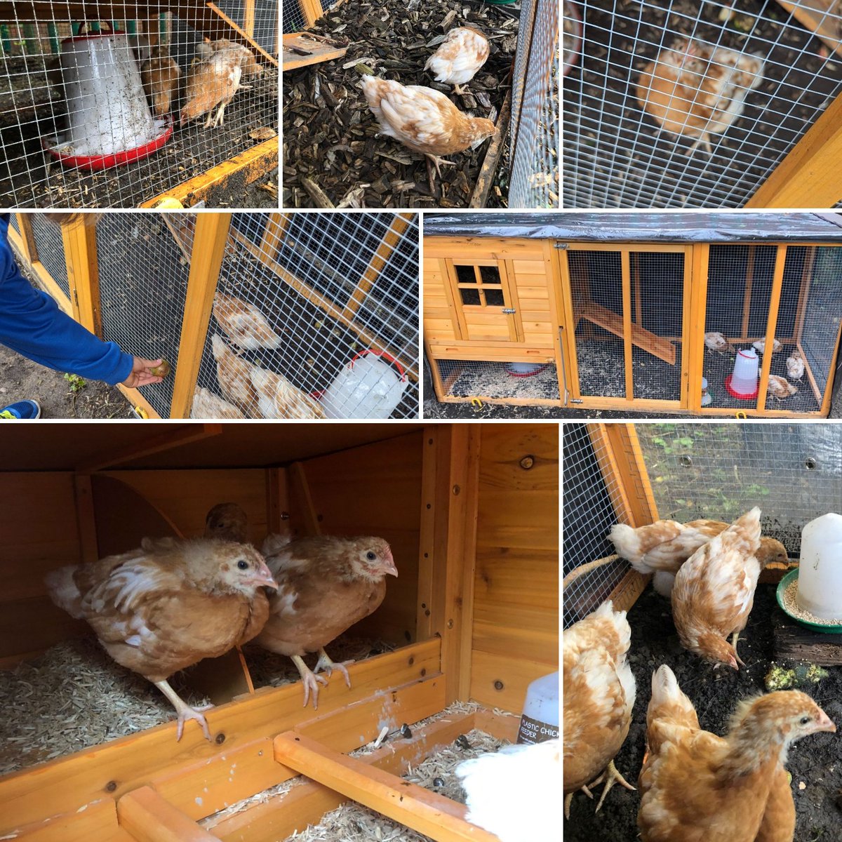 lianneC2013's tweet image. The chicks are being well cared for during the summer holidays! @HorwichParishCE