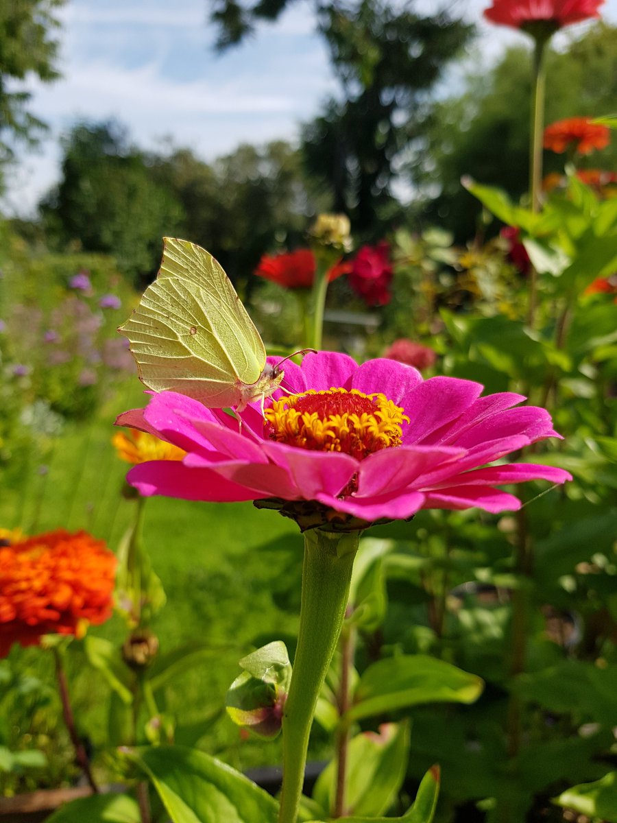 Brimstone #butterfly on Zinnia #wildlifephotography #garden Second brood seems to be doing well. I love that the light picks up the veining on the wing. I think brimstones have a cartoony face. This photo isn't colour enhanced.