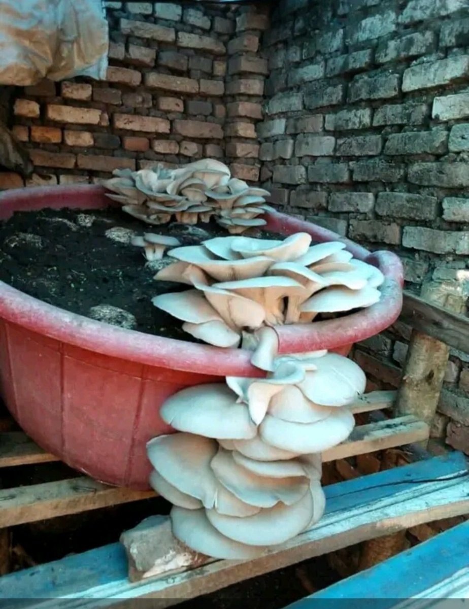 <a href="/erick_shaba/">Erick Shaba</a> <a href="/RGisanintwari/">Rameck Gisanintwari</a> Yego! Nitwa Sam ndi umuyobozi w'ikigo gikora uruhererekane mubuhinzi bw'ibihumyo. Dukorera irulindo turi no muri #RwandaAgrishow2023 ku mulindi mwadusura. Mwanatubona kuri <a href="/IngenziD/">Ingenzi Mushroom Dealers</a> cg 0780898756 &amp; 0788754166