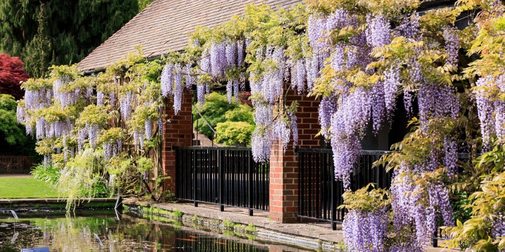 The_RHS's tweet photo. Now is a great time to summer prune your Wisteria 💜

Cut back the whippy green shoots of the current year’s growth to 5 or 6 leaves after flowering in July or August to encourage it to form flower buds 🌿

Find out more on our website https://t.co/oEEIdMLYCf https://t.co/CfK3E50X6f