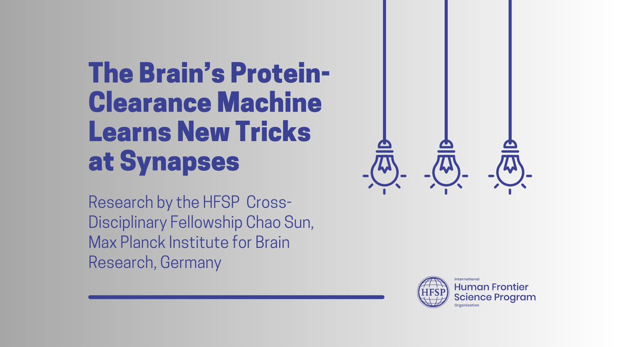 What a great way to finish the week!🙃The #HFSPAwardee @LukeChaoSun made new discoveries about the memory system in our brains! Read it here: bit.ly/3rQyFXy 
#HFSP #LifeSciences