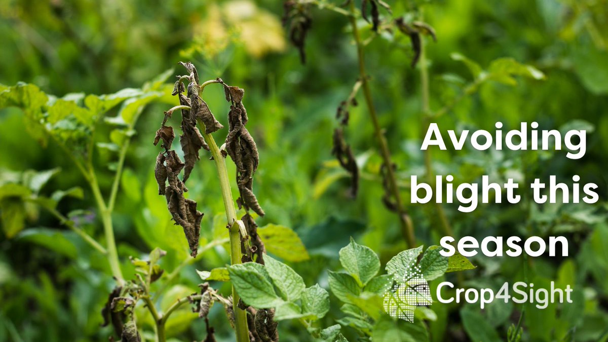 Crop4Sight tweet media