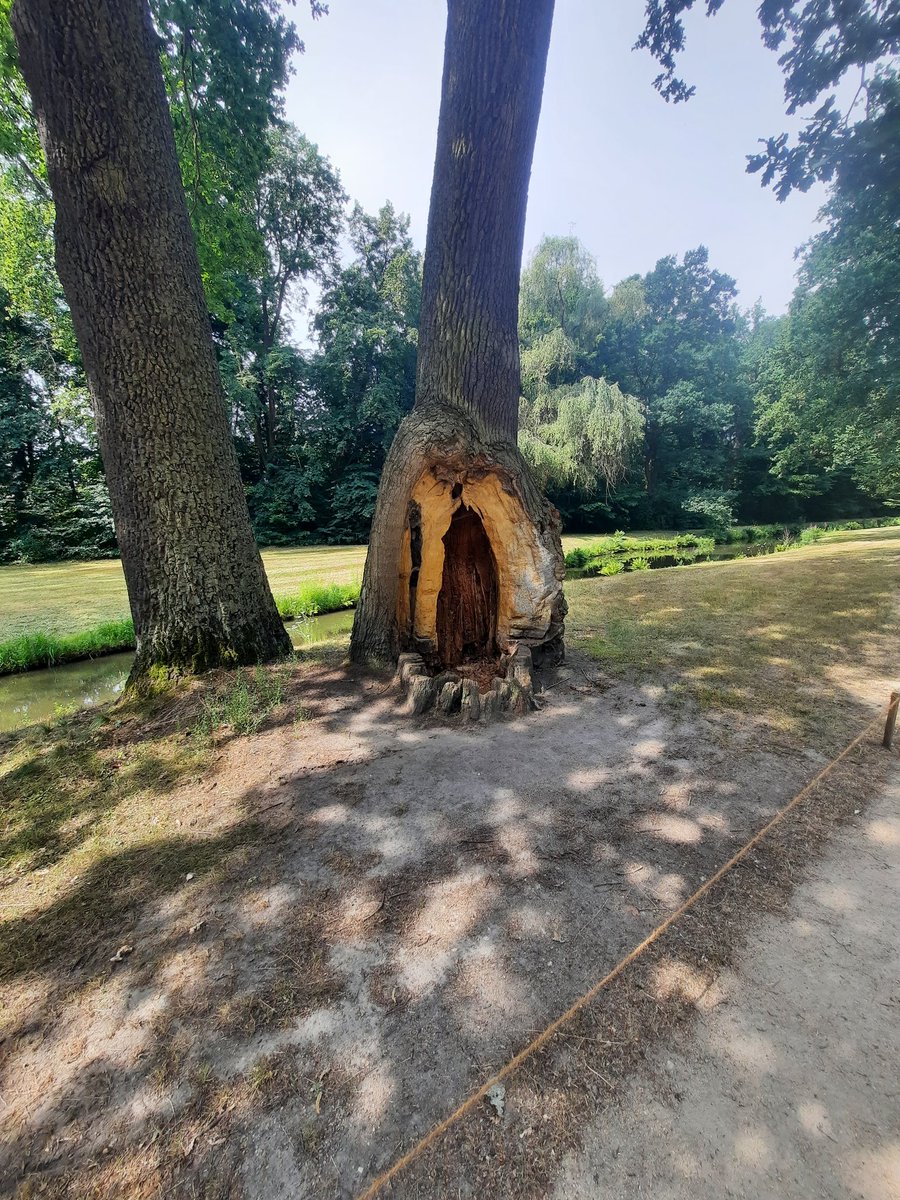 FBwildwest's tweet photo. Lovely old twin stemmed oak, or was, now a single stemmed oak in a busy park, fantastic bit of habitat as well https://t.co/fMkWPcLhWK