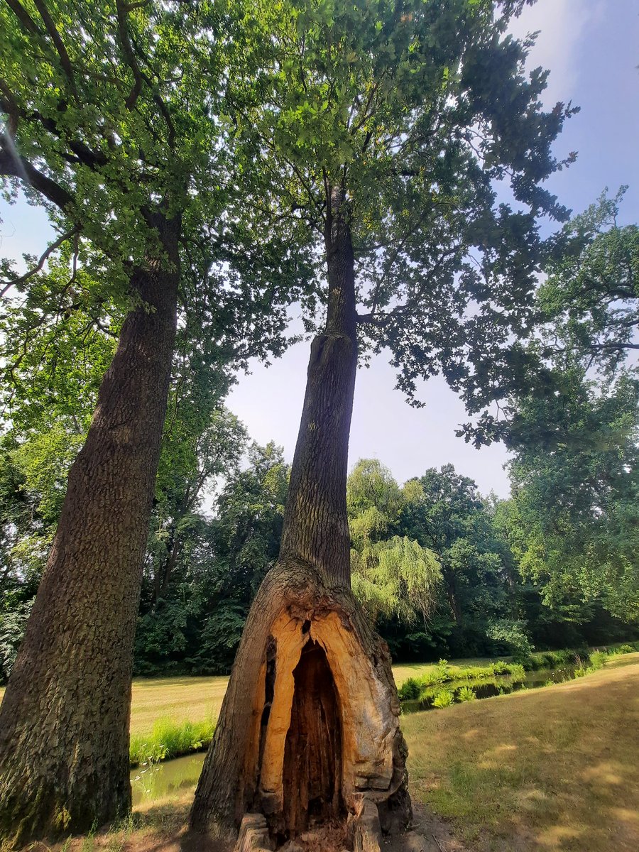 FBwildwest's tweet photo. Lovely old twin stemmed oak, or was, now a single stemmed oak in a busy park, fantastic bit of habitat as well https://t.co/fMkWPcLhWK