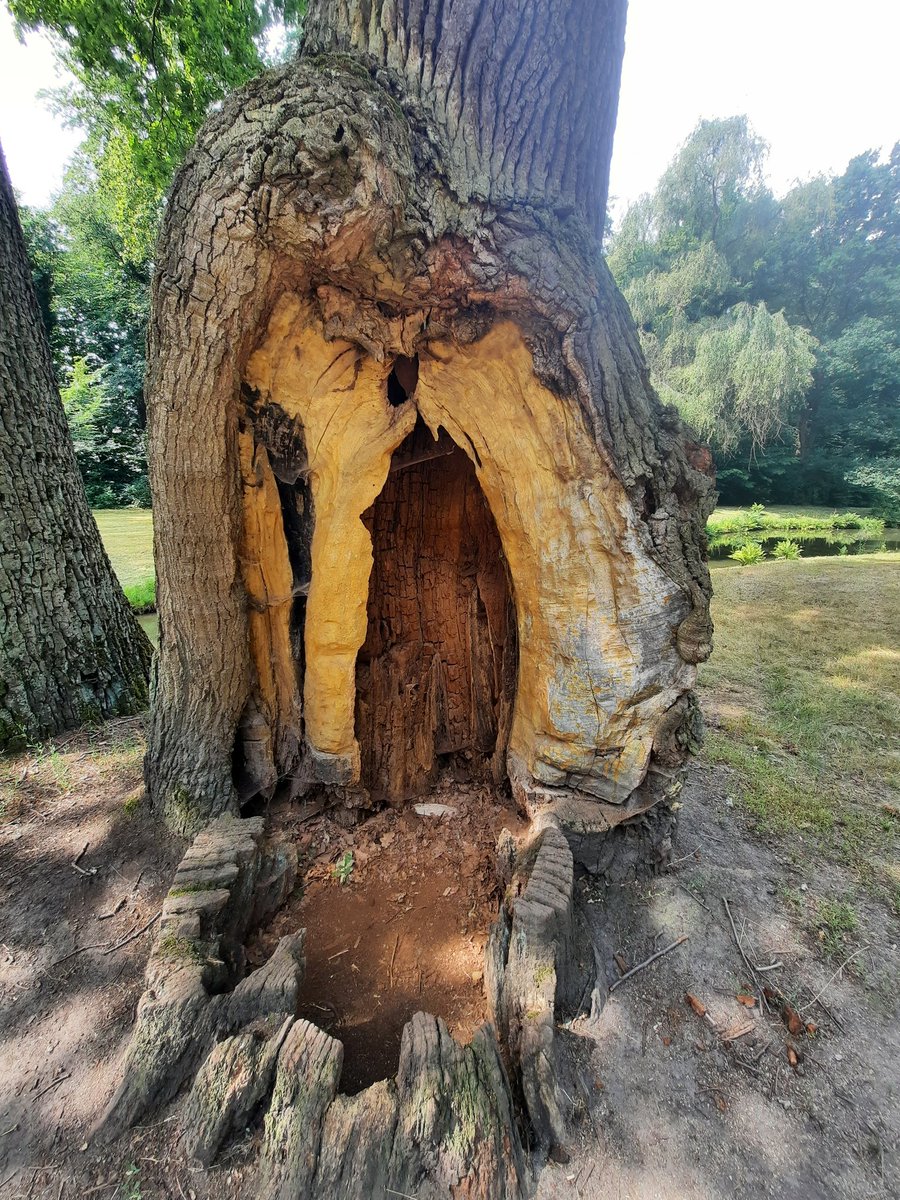 FBwildwest's tweet photo. Lovely old twin stemmed oak, or was, now a single stemmed oak in a busy park, fantastic bit of habitat as well https://t.co/fMkWPcLhWK