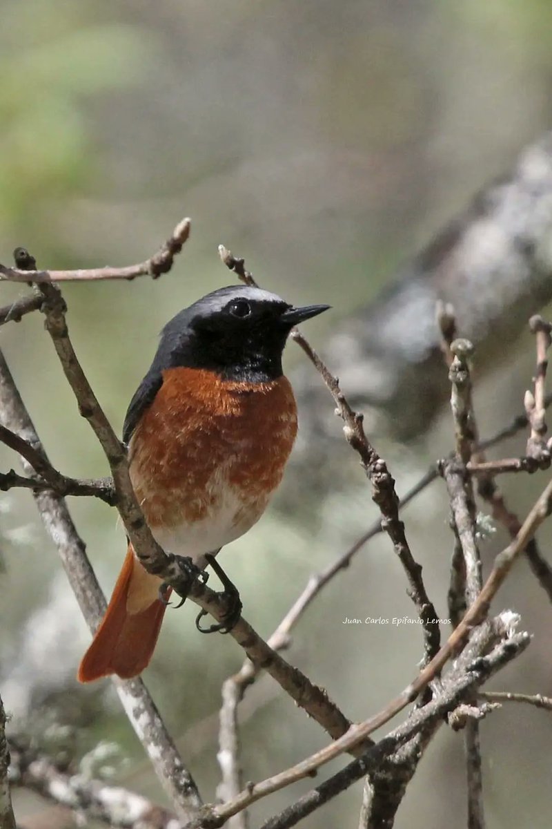 Rabirrubio de testa branca por JC Epifanio.
Ph.phoenicurus