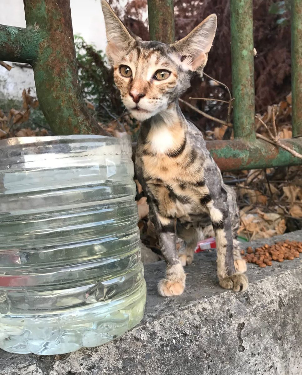 Lütfen yardim... Bu yavru kedinin tuyleri biyıkları kesilmis.Arka ayak tırnaklarini çekmişler ve ayak davul gibi şiş.Şu an köpeklerin olduğu bir bölgede.Acil geçici yuva veya tedavi desteği lazım. İstanbul Arnavutköy Twitter @isil_2023 #SokakHayvanlarıSahipsizDeğildir #kedi