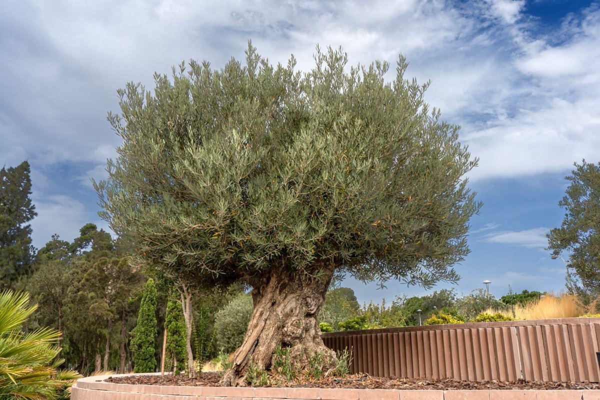 JardinesAlmeria's tweet photo. 🫒 No podemos evitarlo, el olivo es uno de nuestros árboles favoritos y por eso tampoco nos podemos resistir a compartir fotos de algunos de los que puedes ver en los #JardinesdeAlmería 🏰🌴.
#AyuntamientodeAlmería #ParquesyJardines #PlanBotania 🌿 https://t.co/TtZongE4WX
